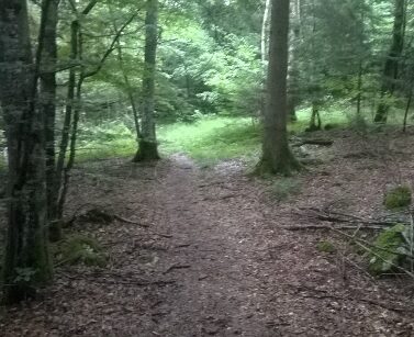 La forêt alsacienne