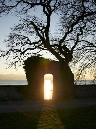 Un arbre et une muraille dans la lumière