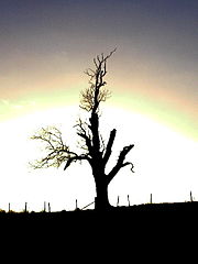 Arbre mort dans la lumière du lever du jour - Photo Andy Beecroft